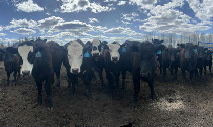 2nd Cash or Cattle Raffle